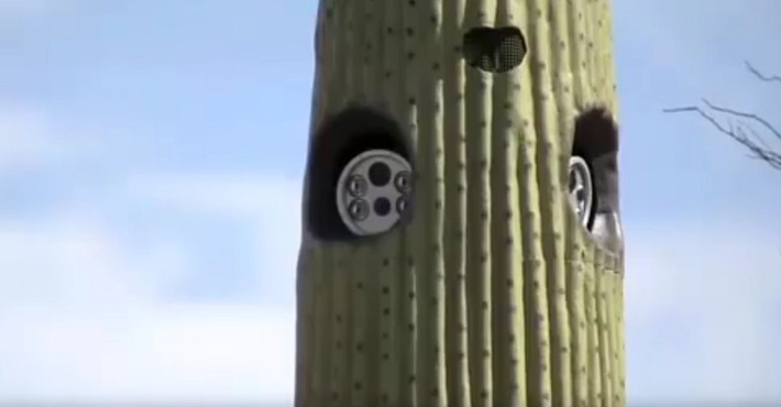камеры видеонаблюдения в кактусах